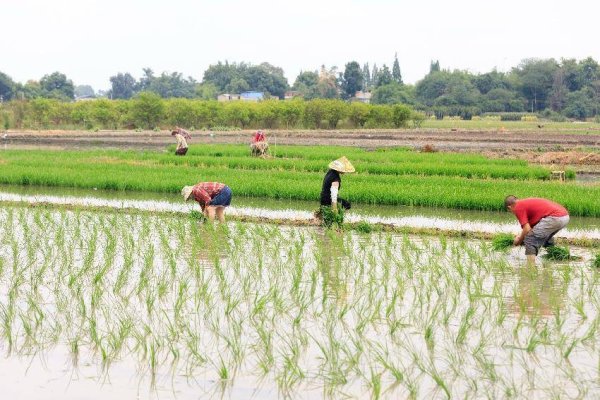 都江堰灌区606.4万亩水稻顺利“关秧门”，背后靠何支撑？