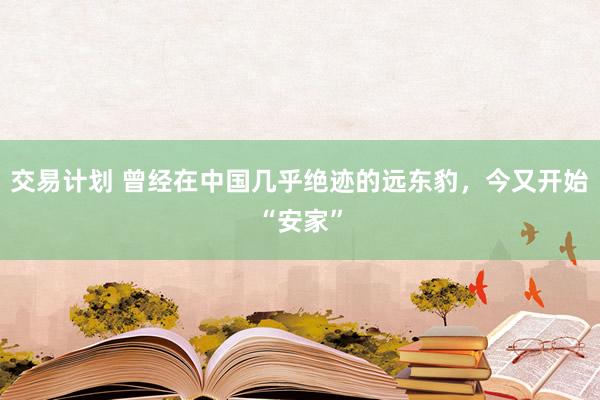 交易计划 曾经在中国几乎绝迹的远东豹，今又开始“安家”